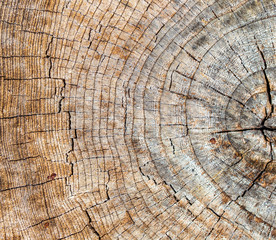 Sticker - Stump from a sawn tree in nature