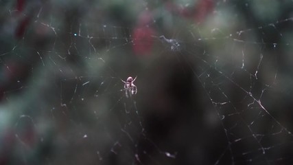 A spider weaves a web between trees