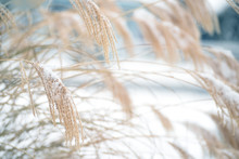 Decorative Gentle Ears In The Fluffy Snow In A Snowy Garden. Soft Selective Focus.