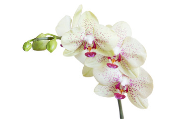 Fototapete -  orchid