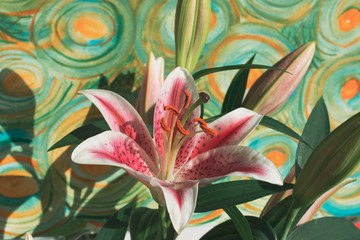  Magnificent pink oriental lilies on colourful background