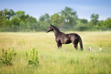 Black Horse Standing On Summer Field