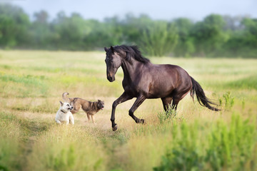 Wall Mural - black horse run and play with dogs