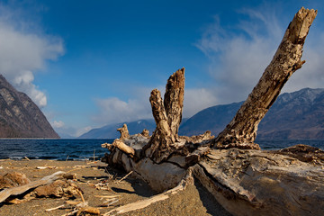 Wall Mural - Russia. mountain Altai. Southern shore of lake Teletskoye near the mouth of the river Chulyshman