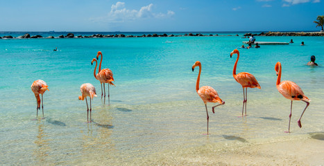 Plakat park tropikalny flamingo zwierzę