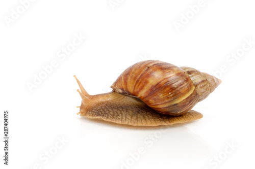 Side View Of Garden Snail On White Background Buy This Stock Photo And Explore Similar Images At Adobe Stock Adobe Stock