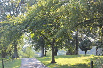 autumn in the park