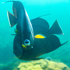 Grey Angelfish