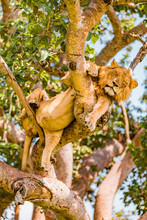 Hanging Lions In The Ishasha Sector, Queen Elizabeth National Park, Uganda