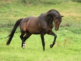 Fototapeta Sypialnia - horse and foal