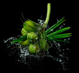 Sticker - Group of green coconuts,coconut cluster with water splash isolated on black background