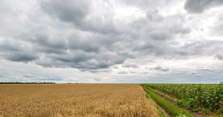 Fotomurali - Cloudy sky and rural road passing between field yellow wheat and green field sunflower, panoramic view. Beautiful scenic dynamic landscape agricultural land, 4K time lapse. Beauty nature, agriculture.