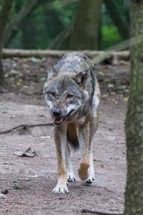  close up portrait of a grey wolf (canis lupus) also know as Timber wolf in forest during the summer months