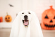 Swiss shepherd dog in halloween costume and pumpkin sitting at home