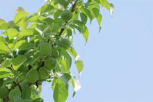 Green Japanese Apricot(ume) Fruits On Tree