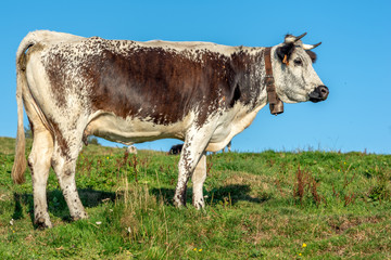 Canvas Print - Vache vosgienne