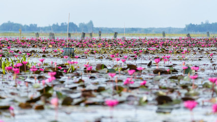 Poster - Lotus pond at Thale Noi Waterfowl Reserve Park