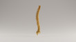 Gold Spine Vertebrae Backbone 3 Quarter View