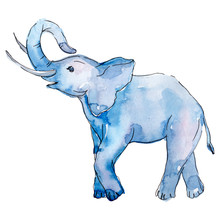 Baby Elephant Animal Isolated. Watercolor Background Illustration Set. Isolated Elephant Illustration Element.