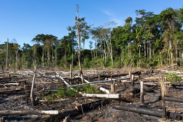 Wall Mural - Amazon rainforest burning under smoke in sunny day in Acre, Brazil near the border with Bolivia. Concept of deforestation, fire, environmental damage and crime in the largest rainforest on the planet.