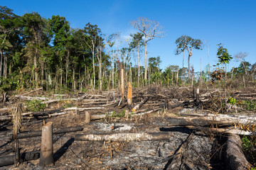 Wall Mural - Amazon rainforest burning under smoke in sunny day in Acre, Brazil near the border with Bolivia. Concept of deforestation, fire, environmental damage and crime in the largest rainforest on the planet.