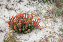 A Flowering Seaside Painted Cup (Castilleja Latifolia) Grows On Coastal Sand Dunes At Asilomar Beach Along The Monterey Bay Of Central California, In Pacific Grove.  A Sagewort Plant Is Also Present. 