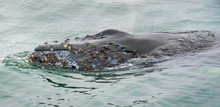 A Humpback Whale Pokes Its Head Out Of The Water Showing Barnacles Growing On The Skin Of Its Head, In The Monterey Bay, Along The Pacific Coast Of Central California, During A Whale Watching Trip.