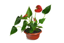 Anthurium Flower In Pot Isolated On White Background
