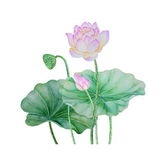 lotus flowers isolated on white background .lotus flowers Hand painted Watercolor illustrations.