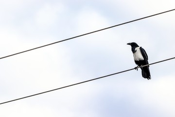 Sticker - Low angle shot of a crow sitting on a wire with a blurred background