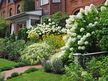 Front Yard On Residential Street, With White Panicle Hydrangea Bushes Blooming In Late Summer