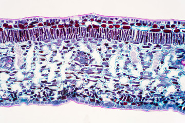 Wall Mural - Cross section leaf of Plant under the microscope view.