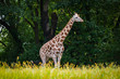 giraffe in yhe zoo