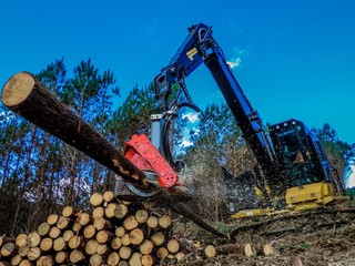 Harvester Processing Wood Pine