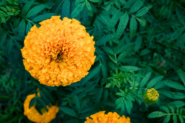 Wall Mural - Close up to marigold flowers tree