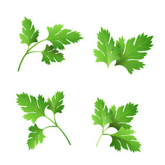 Wall Mural - Realistic fresh parsley leaf herb. Isolated flat vector element for advertising placard or banner. Vector illustration on white isolated background