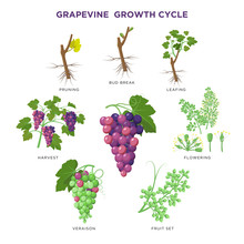 Grapevine Plant Growing Infographic Elements Isolated On White, Illustrations Flat Design. Planting Process Of Grape From Seeds, Bud Break, Flowering, Fruit Set, Veraison, Harvest, Ripe Grape Bunch.