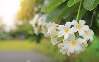 Sticker - White-yellow frangipani tropical flower, plumeria spa flower blooming on tree.