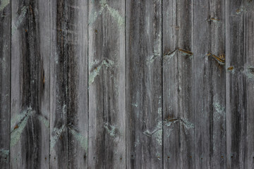 Wall Mural - The texture of an old unpainted wall of wooden boards . Lots of knots in the boards