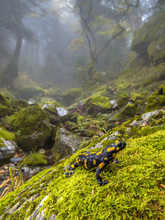 Fire Salamander In Forest Landscape