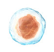 Human cell isolated on a white. 3d illustration