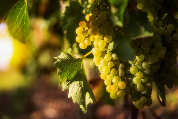 Wall Mural - grapes on the vine