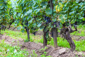 many rows of vineyard with dark large grapes view landscape background