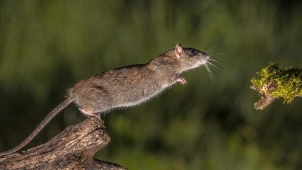 Wall Mural - Wild brown rat starting to jump