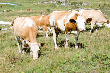 grazing cow in the Italian mountains