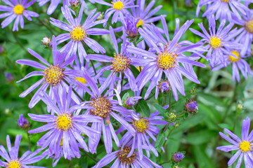 Wall Mural - Blue flowers Aster amellus close-up background wallpaper nature. Blooming European Astra, Beautiful flower close-up