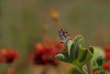 Geranium Zebra Butterfly ; Cacyreus Marshalli