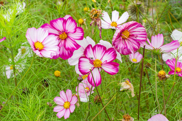 Wall Mural - Many cosmos bipinnatus flowers. White Pink Cosmea Flower Fresh