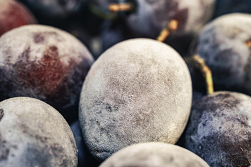 Poster - Close up fresh frozen blue plums background. Macro view.