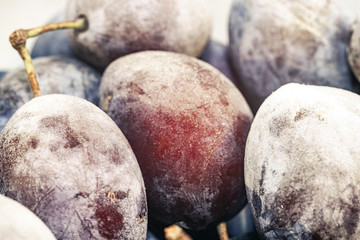 Poster - Close up fresh frozen blue plums background. Macro view.